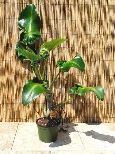 Philodendron Rugosum