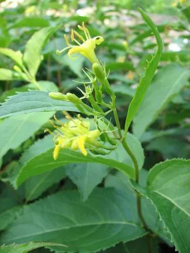 Northern Bush Honeysuckle