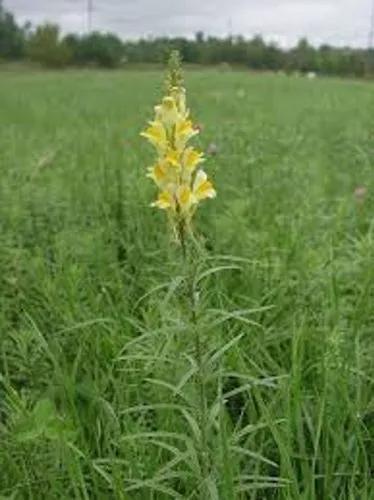 Wild Flax