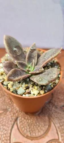 Echeveria  Serana