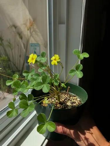 Oxalis Carnosa