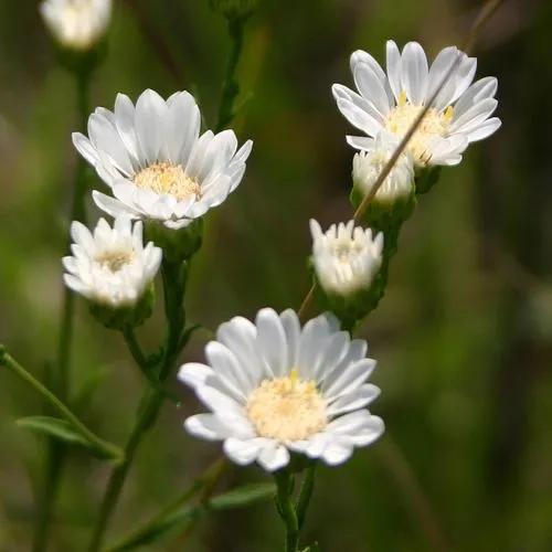 Gerbera Viridifolia