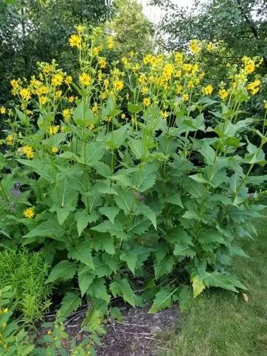 Compass Plant