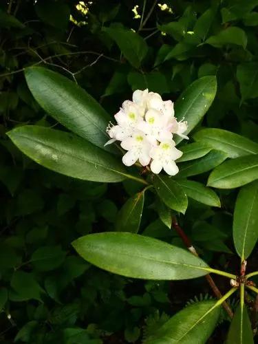 Rosebay Rhododendron