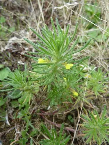 Ground-pine