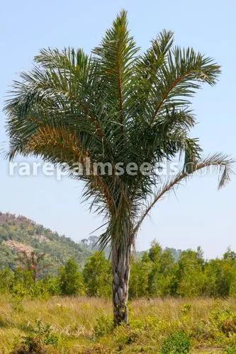 Raffia Palm
