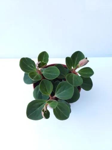 Red Ecuador Peperomia