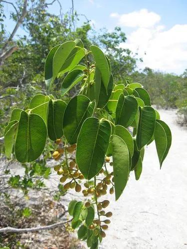 Florida Poisontree