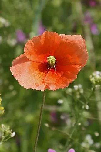 Long-headed Poppy