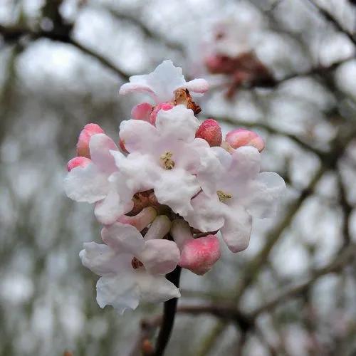 Viburnum Farreri