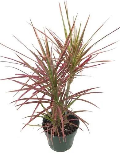 Dracena Colorama