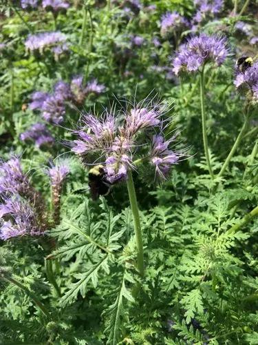 Lacy Phacelia