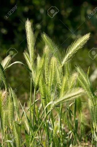 Wall Barley