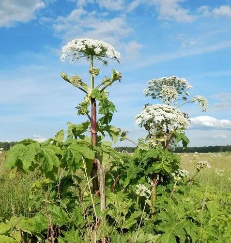 Hogweed