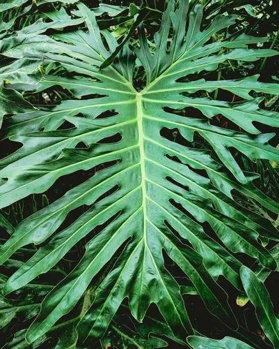 Lacy Tree Philodendron