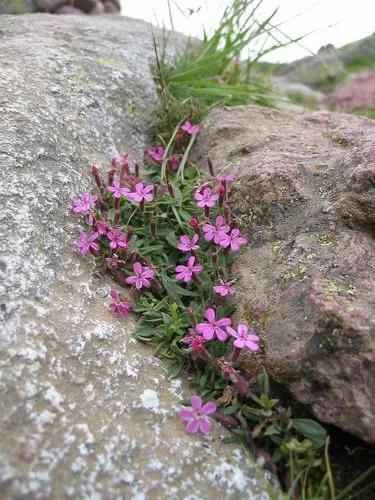 Saponaria Ocymoides