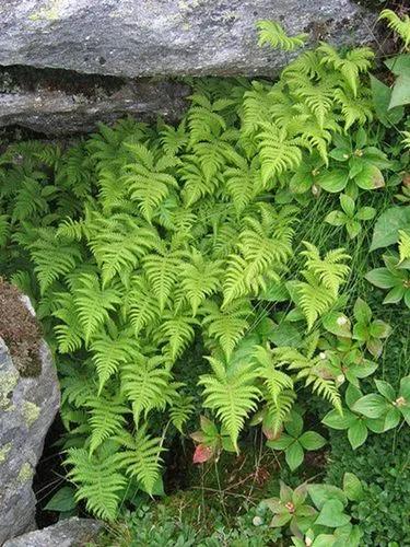 Beech fern