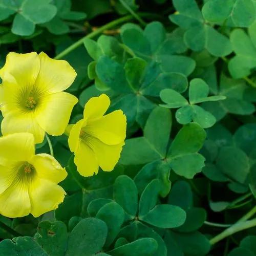 Slender Yellow Wood Sorrel