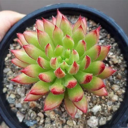 Echeveria Spruce Oliver