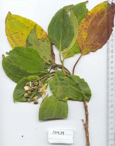 Loreya Mespiloides