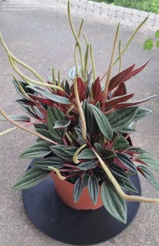 Eden Rosso Peperomia