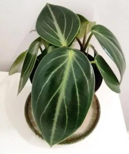 Peperomia Maculosa