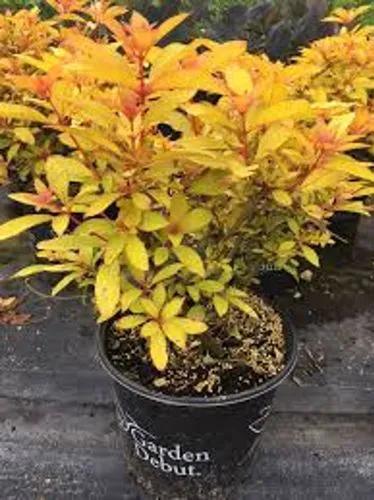 Lime Sizzler Firebush