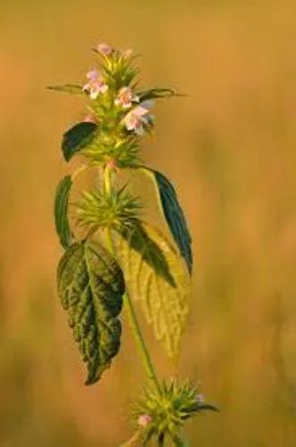 Weasel-Like Flower