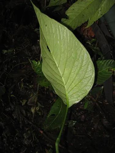 Anthurium oerstedianum