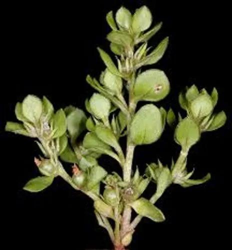 Chaffweed
