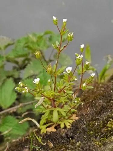 Rue-Leaved Saxifrage