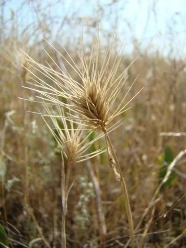 Mediterranean Barley