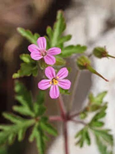 Purple Cranesbill