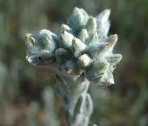 Dwarf Cottonrose