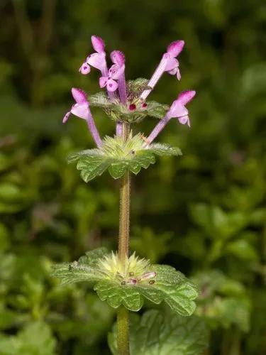 Henbit Dead-Nettle