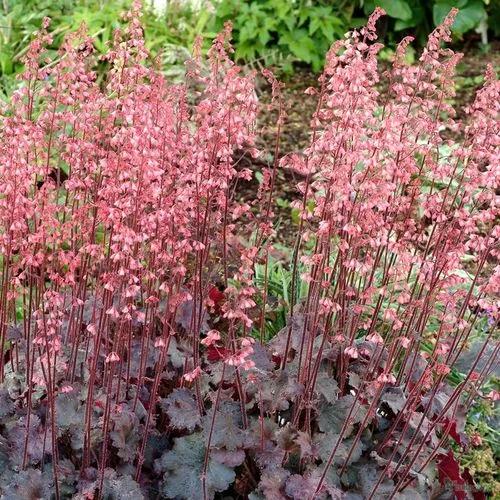 Coral Bells