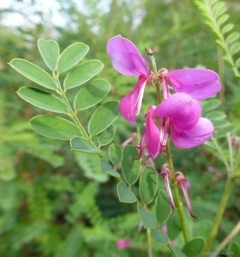 Indigofera Binderi