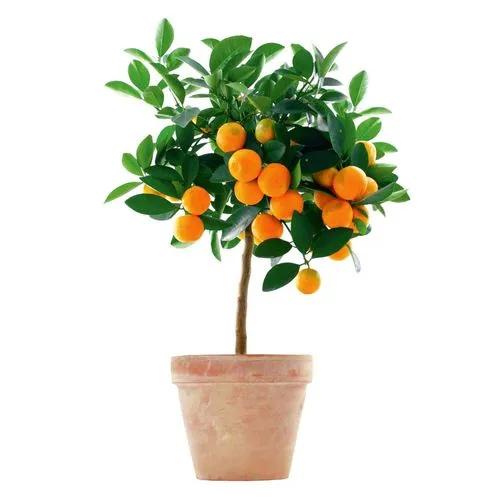 Citrus Sinensis