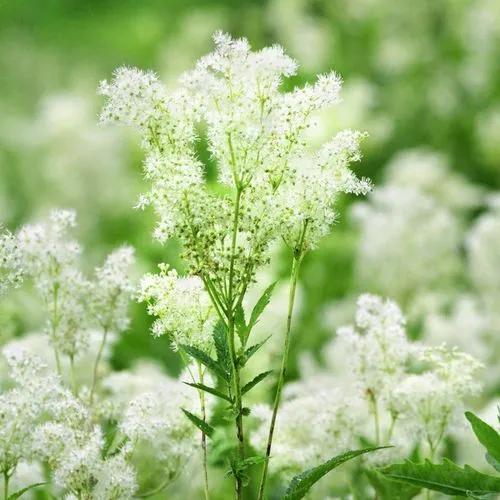 White Meadowsweet