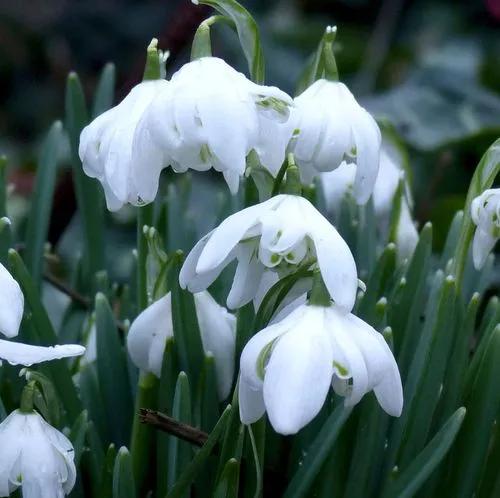 Woronow's Snowdrop