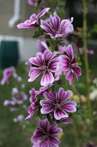 Mediterranean Mallow