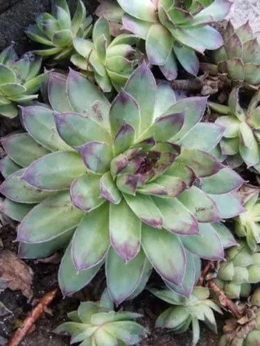 Sempervivum Hens And Chicks