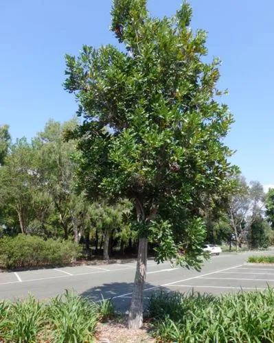 Firewheel Tree