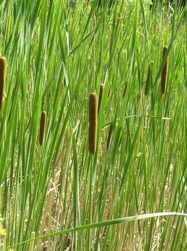 Lesser Bulrush