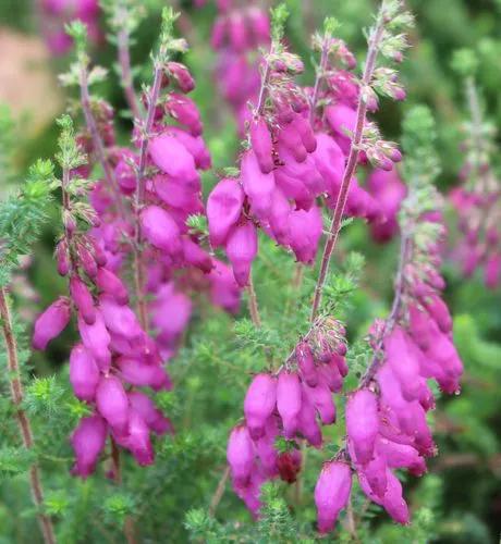 Bell Heather