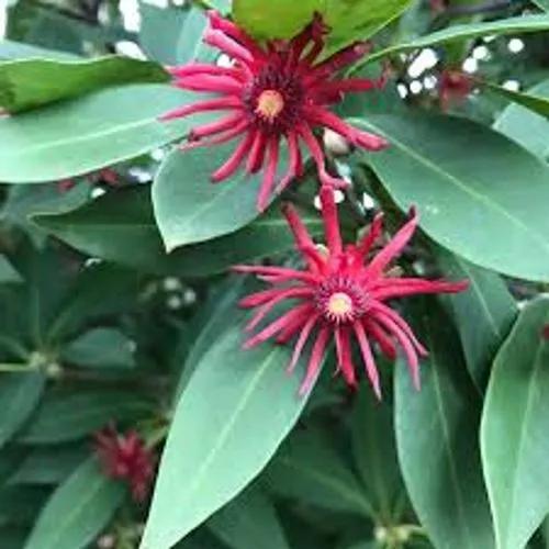 Illicium Floridanum