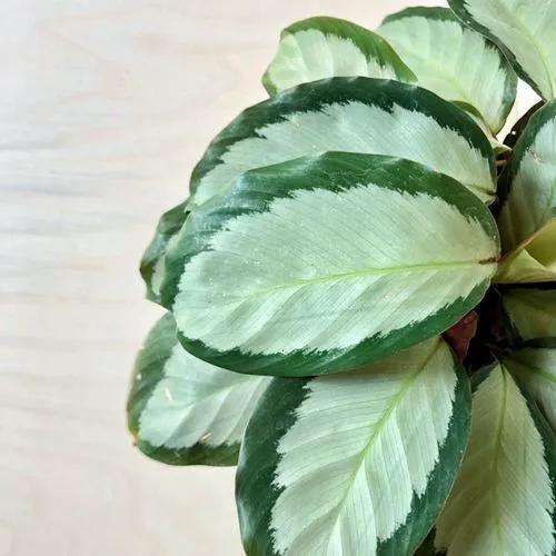 Silver Variegated Calathea