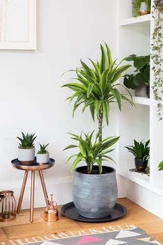 Dracaena Lemon Lime