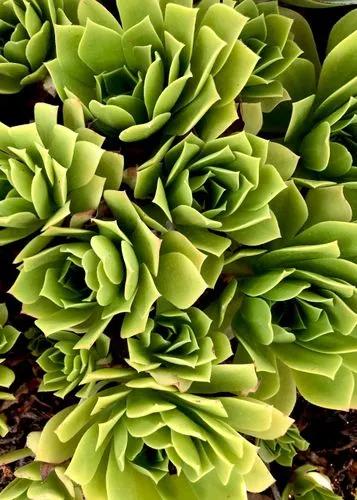 Aeonium Volkeri