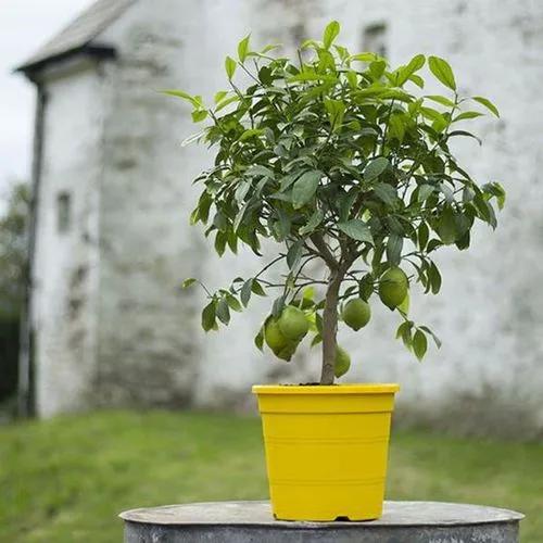 Limon eureka
